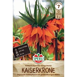 Sperli Kaiserkrone 'Orange Beauty' Blumenzwiebel mit oranger Blüte und grünen Blättern.