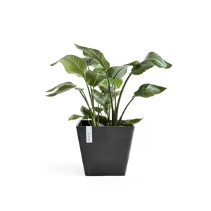 Vaso per piante Ecopots Rotterdam, grigio scuro, 30 cm, con pianta verde. Fioriera quadrata per interni ed esterni.
