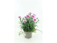 Nelke und Drahtwein Duo Dianthus und Muehlenbeckia Topf Ø 15 cm
