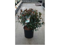Glanzmispel Little Red Robin Photinia fraseri Topf 12 l