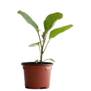 Jeune plant d'aubergine bio en pot (9 cm) avec des feuilles vertes.