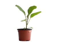Auberginen Bio Topf-Ø 9 cm