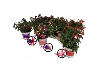 Fuchsie Bella Farbenauswahl Fuchsia Topf Ø 10,5 cm / 1 Stk.