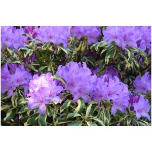Rododendro giallo in fiore in contenitore da 6 l con foglie variegate.