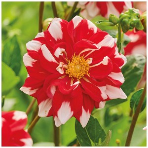 Grow by OBI Dalia Fire and Ice, fiore rosso e bianco. Bulbo decorativo per aiuole e vasi.