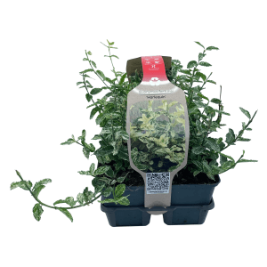 Lot de 6 fusains rampants Harlequin en pot, avec des feuilles panachées blanches et vertes. Arbuste fusain persistant pour massifs, tombes et rocailles.