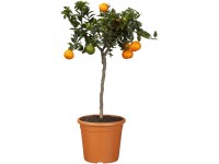 GROW by OBI Bitterorange Poncirus trifoliata Topf ca. 3 l