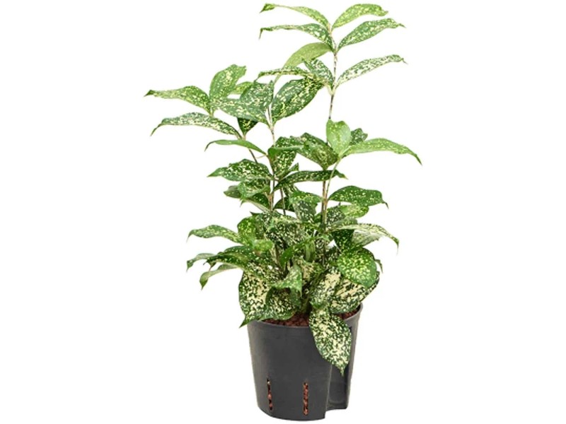 glanzmispel niedrig Purpur-Glanzmispel 'Red Robin' Strauchform | kaufen