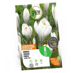 Confezione di bulbi di croco bianchi Jeanne d'Arc, 8 pezzi, adatti come fiori recisi.