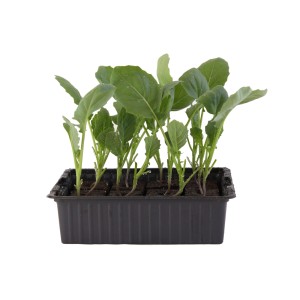 Jeunes plants de Romanesco bio en barquette de 12, légumes feuilles pour le jardin.