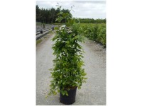 Hainbuche Carpinus betulus Topf 12 l