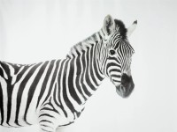 Spirella Tenda doccia in tessuto Zebra Nero 180 x 200 cm