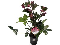 OBI Christrose Christmas Carol Weiss Helleborus niger Topf Ø 12 cm