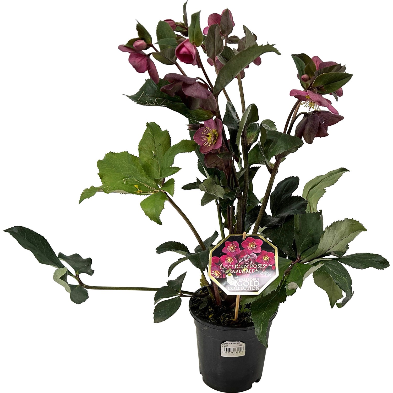 OBI Christrose Christmas Carol Weiss Helleborus niger Topf Ø 12 cm