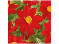 Grow by OBI Dahlie Unwin Mignon Red 1 Stk. Grow by OBI Dahlie Unwin Mignon Red 1 Stk.