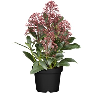 Skimmia Rubella in vaso con boccioli rosa-bianchi, altezza circa 20-30 cm.