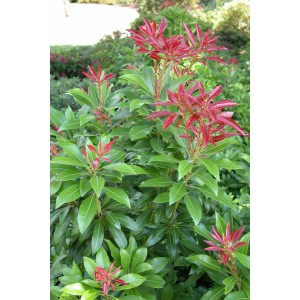 Erica sempreverde con foglie rosse e verdi.