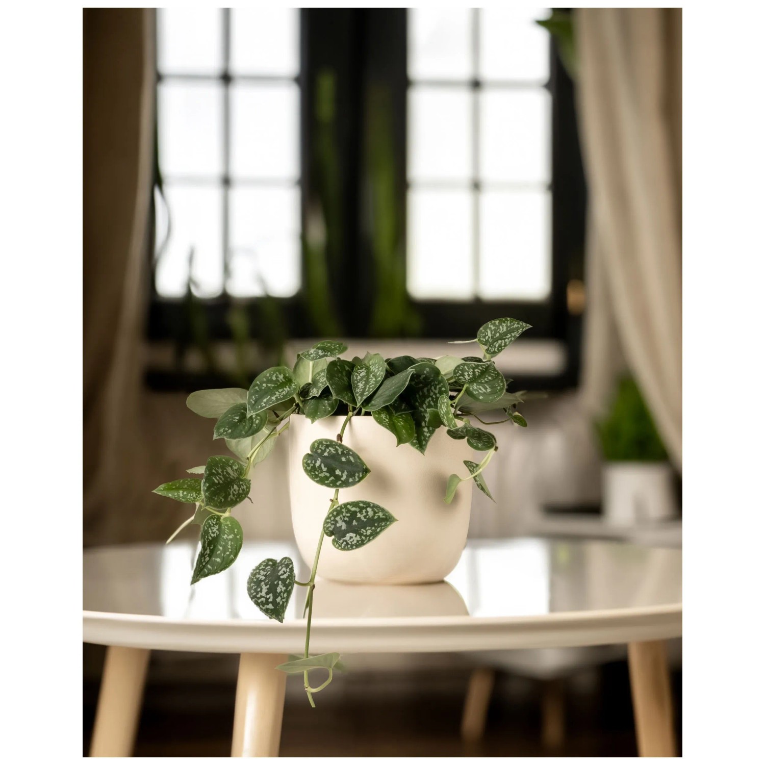 Feey Gefleckte Efeutute Scindapsus pictus Hhe 25 - 35 cm