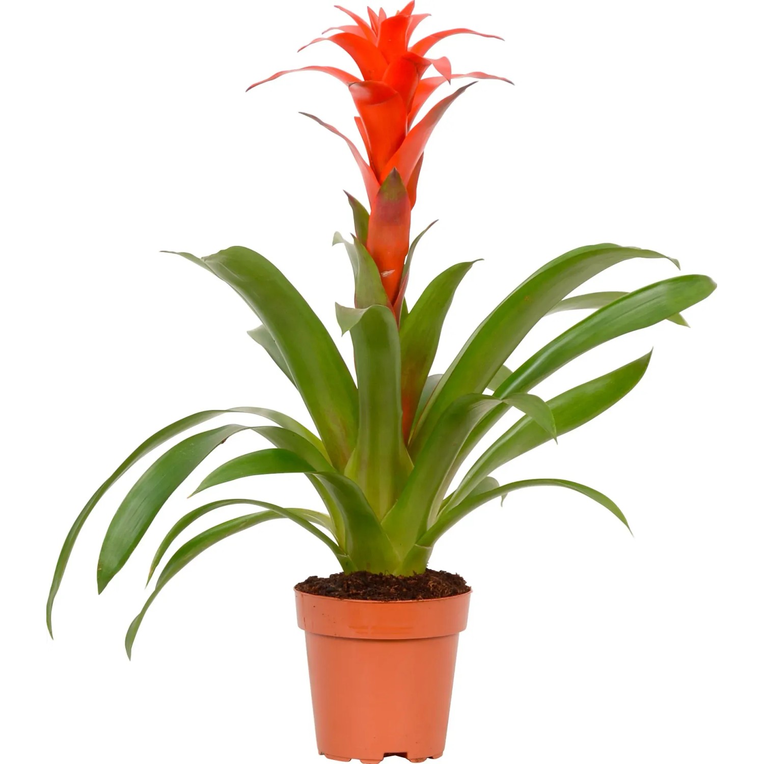 Bromelie Bromelia verschiedene Farben Topf  12 cm / 1 Stk.