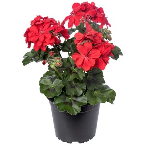 Géranium lierre (Pelargonium peltatum) retombant à fleurs doubles en pot, fleurs rouges.