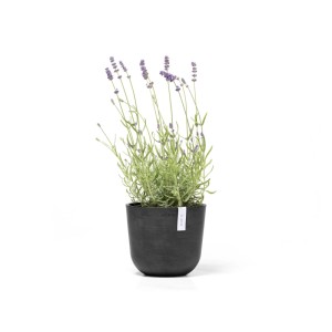 Pot de fleurs gris foncé Ecopots Oslo Mini 19 cm planté de lavande.