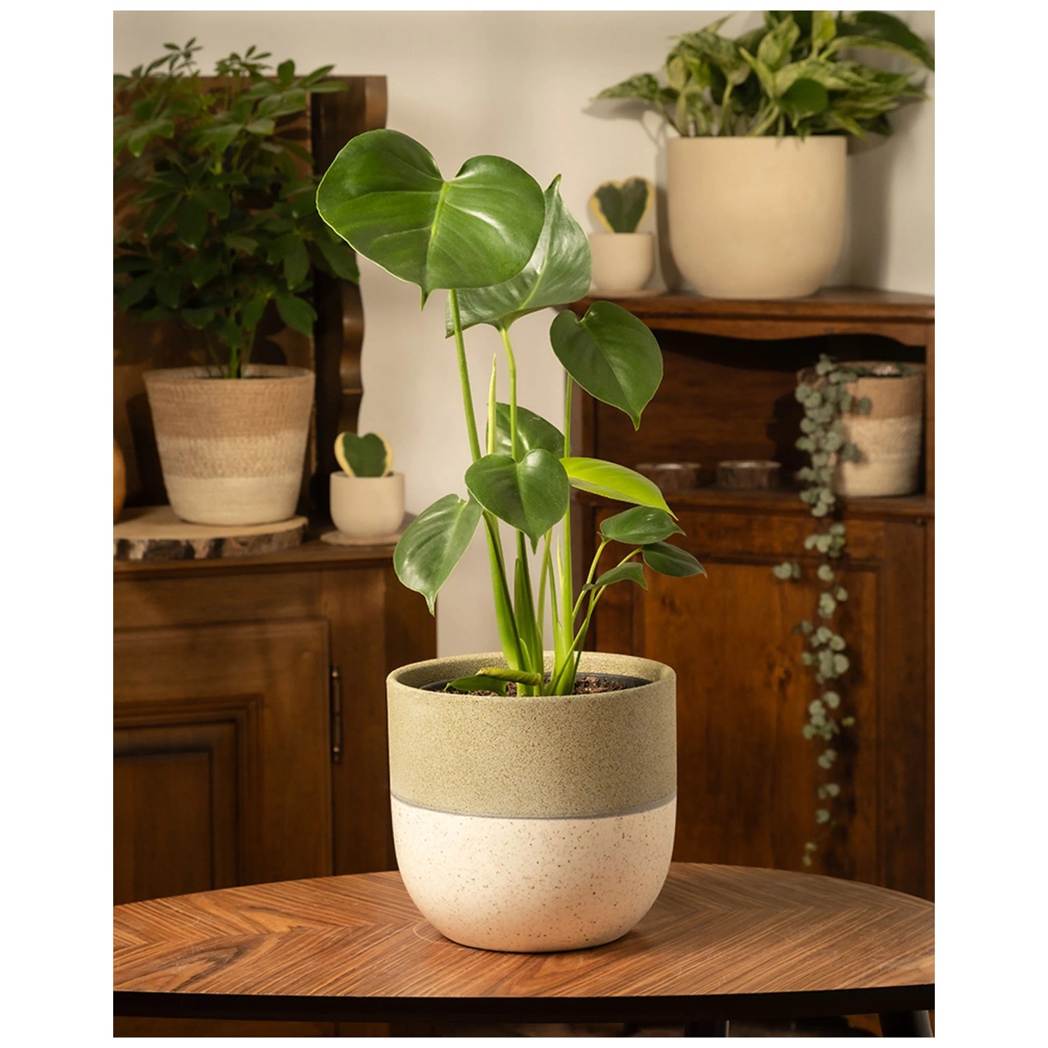 Feey Monstera deliciosa Hhe 40 - 60 cm