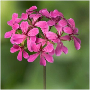 Gros plan d'un géranium retombant rose Ville de Paris en pot.