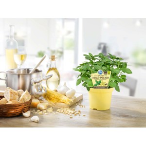 Basilic Vanille Blu en pot jaune, herbe aromatique pour plats de viande.