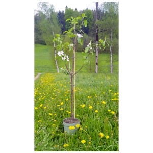 Jeune pommier Idared en pot avec des fleurs blanches dans une prairie.