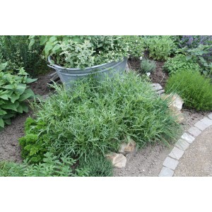 Roquette bio (Diplotaxis) en pot, env. 12 cm Ø, en parterre avec d'autres herbes.