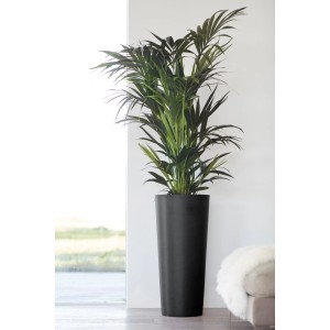 Haut pot de fleurs Ecopots Amsterdam gris foncé, 70 cm, avec plante. Idéal intérieur et extérieur.