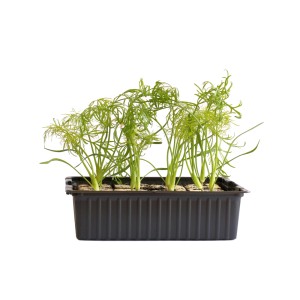 Fenchel bio en barquette de 12 avec de jeunes plants de fenouil verts dans un plateau de culture noir.