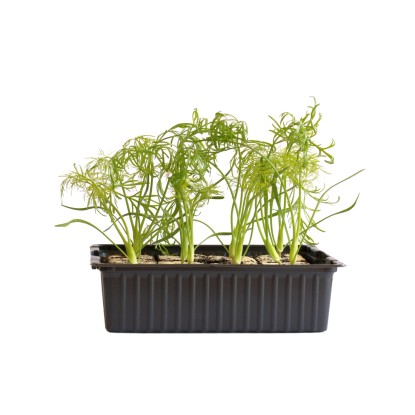 Fenchel Bio 12er-Schale