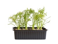 Fenchel Bio 12er-Schale