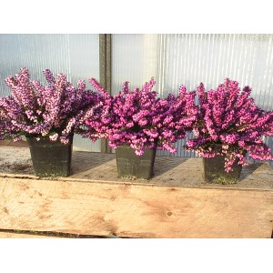 Bruyère d'hiver (Erica) en différentes couleurs en pot, env. 12 cm Ø.