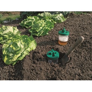 Trappola per lumache in giardino tra le lattughe, controllo dei parassiti senza prodotti chimici.