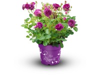 GROW by OBI Beetrose Minerva Topf 45 l GROW by OBI Beetrose Minerva Topf 45 l