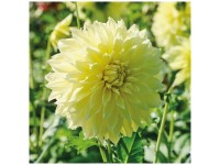 Grow by OBI Dahlie Kelvin Floodlight Gelb 1 Stk. Grow by OBI Dahlie Kelvin Floodlight Gelb 1 Stk.