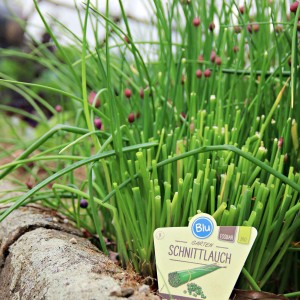 Ciboulette biologique fraîche en pot, idéale pour cuisiner et garnir.
