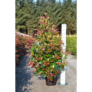 Fotinia Red Robin in vaso (15 l) con foglie rosso vivo.