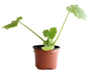 Zucchetti Grün Bio Topf Ø 9 cm