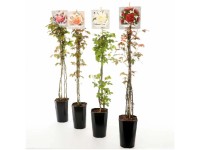 Kletterrose in Farben Topf 19 cm / 1 Stk. Kletterrose in Farben Topf 19 cm / 1 Stk.