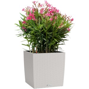 Pot de fleurs Lechuza Cube Cottage, 30 cm, gris clair, planté d'oléandre.