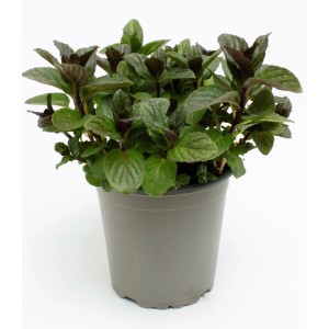 Menta inglese (Mentha piperita) in vaso, foglie verdi con accenti viola. Qualità biologica.