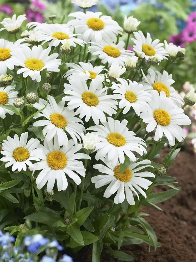 StrauchMargerite Argyranthemum Weiss Topf Ø ca. 18 cm kaufen bei OBI