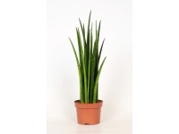 Bogenhanf Sansevieria bacularis Topf Ø 13 cm