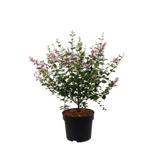 Lillà nano profumato 'Palibin' in vaso, alto circa 60-80 cm, con delicati fiori viola.