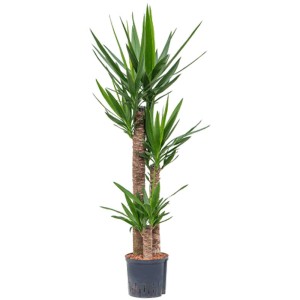 Yucca elephantipes, lis de palmier hydroponique en pot, env. 130 cm de haut.