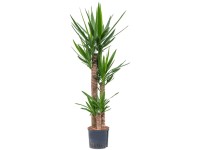 Hydropflanze Palmlilie Yucca elephantipes Topf Ø 22 cm / Höhe 130 cm