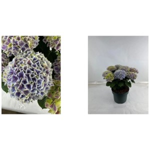 Hortensie Hydrangea Hi Diva im Topf (Ø 23 cm) mit violetten Blüten.